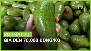 Bơ trái vụ giá đến 70.000 đồng/kg | VTC16