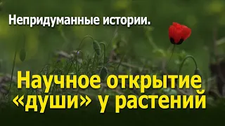 Непридуманные истории. Научное открытие «души» у растений