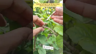 🌺Grafting technique to get multicolour Hibiscus in one plant🙏subscribe #shorts #viral #youtubeshorts