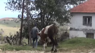 Vrijedna pomoć CHR Hajrata porodici Koca u Dobrom Dubu