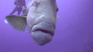 Napoleon fish attacks camera