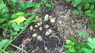 Kartoffeln anbauen - ohne umgraben oder anhäufeln