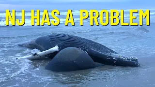 New Jersey Whales Keep Dying - Pause the NJ Off Shore Wind Farm