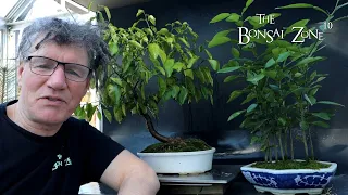 Pruning My Grapefruit and Pomelo Trees, The Bonsai Zone, March 2023