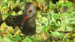 Водяной пастушок   (Rallus aquaticus) ФИЛЬМ!