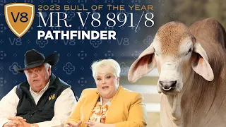 Mr. V8 891/8 "Pathfinder" Brahman Bull — 2023 V8 Ranch Bull of the Year