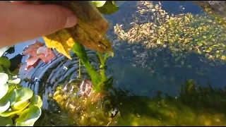 Easy STRING ALGAE control for a NATURALLY CLEAN and CLEAR POND