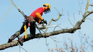 Crazy skills… The Most Dangerous Tree Cutting Skills at The Beginning Of The Year, 18 tháng 1, 2024