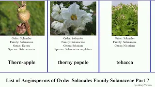 List of Angiosperms of Order Solanales Family Solanaceae Part 7 solanum sect nightshade tobacco