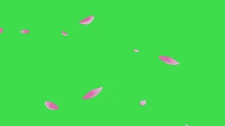 Free Green Screen   Falling Sakura Cherry Blossom Leaf 2020