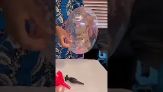 How To Confetti A Bubble Balloon || Shorts