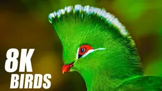 The Most Beautiful Birds Collection in 8K ULTRA HD (60fps) | Bird  Wildlife