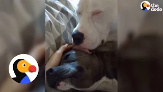 Pitbull Comforts His Sick Friend | The Dodo