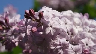 Запах весны. The smell of spring