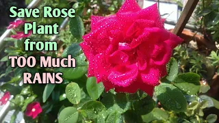 Rose Plant Care in Rainy Season // How to Save Rose Plant from Too Much Rain // Plantalogy