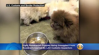 8 Pomeranian Puppies Being Smuggled From Russia Intercepted By LAX Customs Inspectors