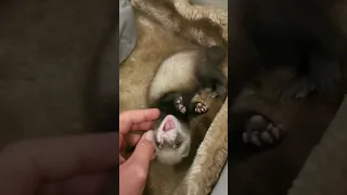 Rafi - ferret baby. Рафи в детстве. Щенок хорька