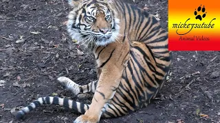 Tiger Bites And Chases Its Tail