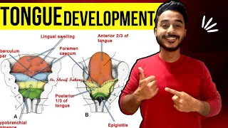 tongue development embryology | development of tongue embryology | pharyngeal arches embryology