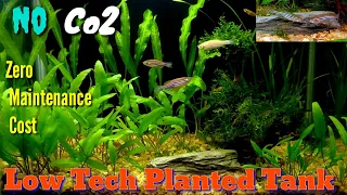 Low Tech Planted Tank Setup | No Co2 planted aquarium