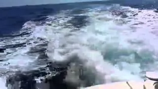 Sea Lion Pays a Visit To Some Fisherman