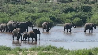 80+ Elephants crossing the Sabie River in Kruger National Park