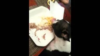 Cute dog really enjoys his thanksgiving dinner!