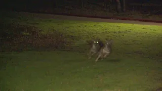 Arlington, TX: Park closed after two children believed bitten by coyote, officials say