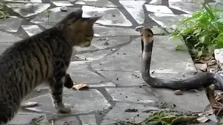 Cat vs snake / Кошка против змеи