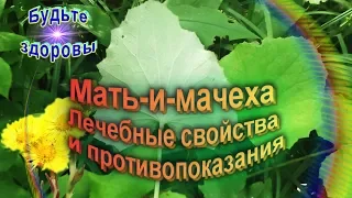 Мать-и-мачеха. Лечебные свойства и противопоказания