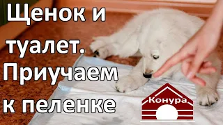 Как приучить щенка к пеленке / Щенок и туалет 2