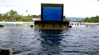 Orca Ocean Show, Loro Parque