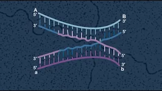 Holliday model Animation