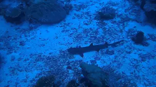 Reef Shark at PALAU