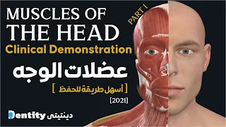 تشريح عضلات الرأس  | Muscles of The Head & Neck  [ Part 1]