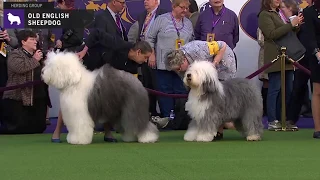 Old English Sheepdogs | Breed Judging 2020