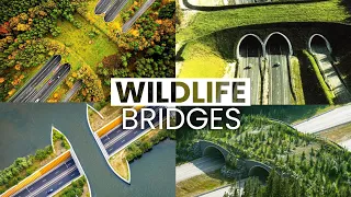 These Wildlife Bridges Save Thousands of Animal Lives