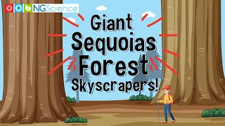 Giant Sequoias – Forest Skyscrapers!