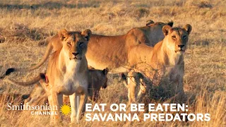 Eat Or Be Eaten: Savanna Predators 🐆 Smithsonian Channel