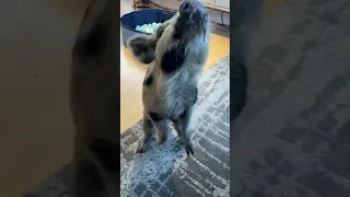 Scooter Dancing #minipig