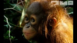 Robotic Spy Orangutan Meets Real Orangutans For The First Time