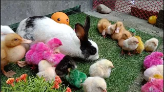 World of cute chicks,Colorful chicks,Ducks,Rabbits,Cute cat,Turtle,Colorful fish,Cute animals,Swans