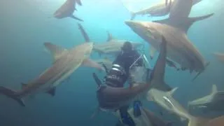 Sharkdiving at Aliwal Shoal (Umkomaas, South Africa)