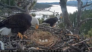 Sunday morning, February 25 FOBBV CAM Big Bear Bald Eagle Live Nest - Cam 1 / Wide View - Cam 2