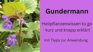 Gundermann als Heilkraut - kurz und knapp erklärt