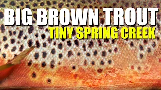 Sight-Fishing & Dry Fly Fishing in a TINY SPRING CREEK. Amelia catches a STUNNING Brown Trout.