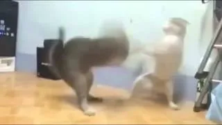 CAPOEIRA CATS FIGHT