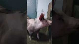 @million_on_pigs #pigs #пьетрен #пьетренмакстер