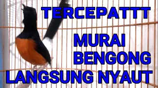 TERCEPAT✅✅ murai BENGONG langsung NYAUT dengar pancingan ini✅