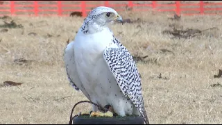 FALCONRY MEET 2022- NATPKG